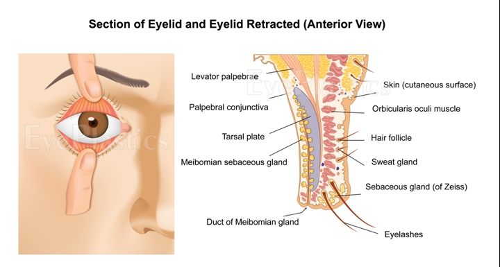 Eyelid anatomy illustration showing layers and structures